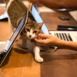 PetFriendlyWorkplace3.webp