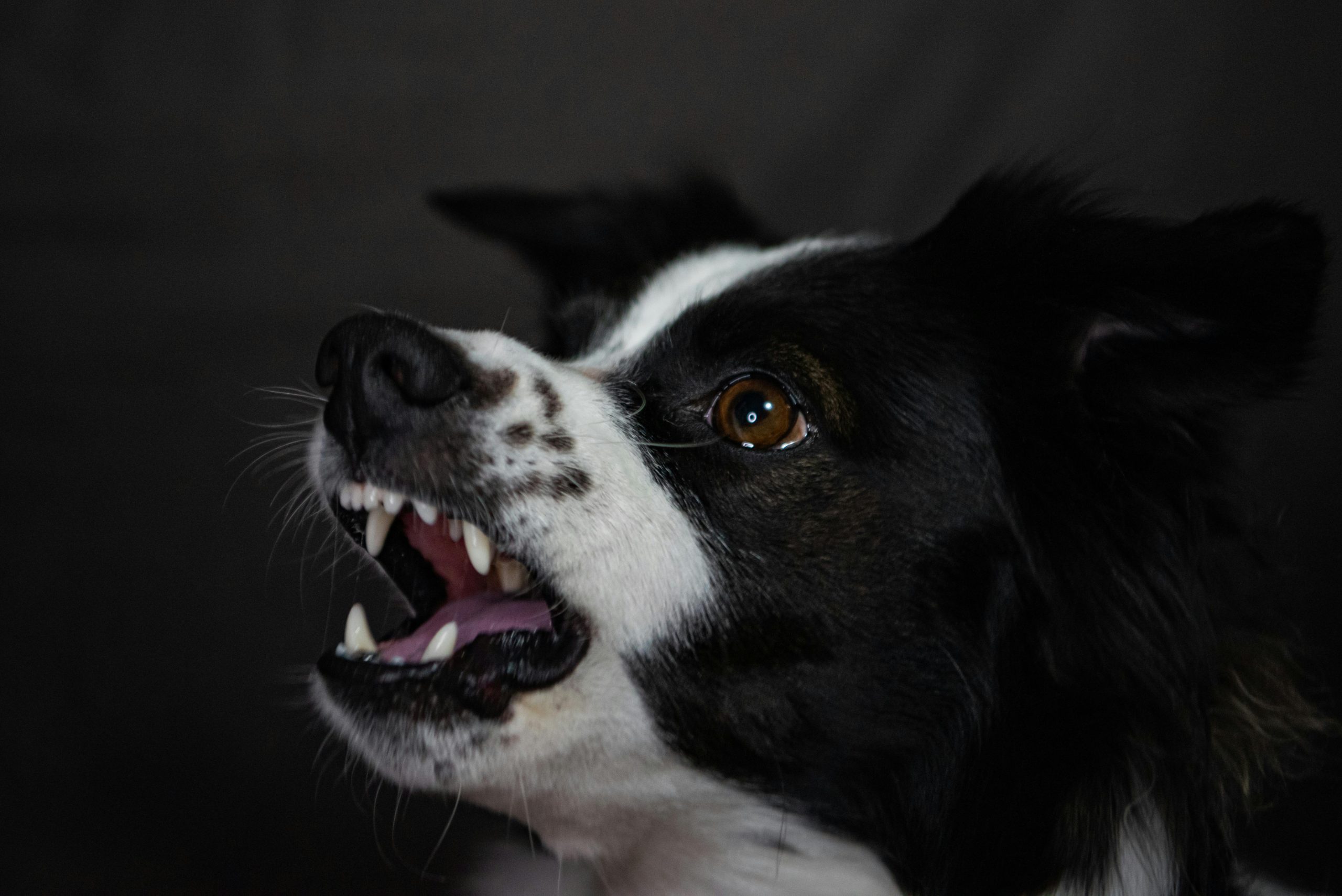 pexels-mykhailo-petrenko-2152927294-32635796