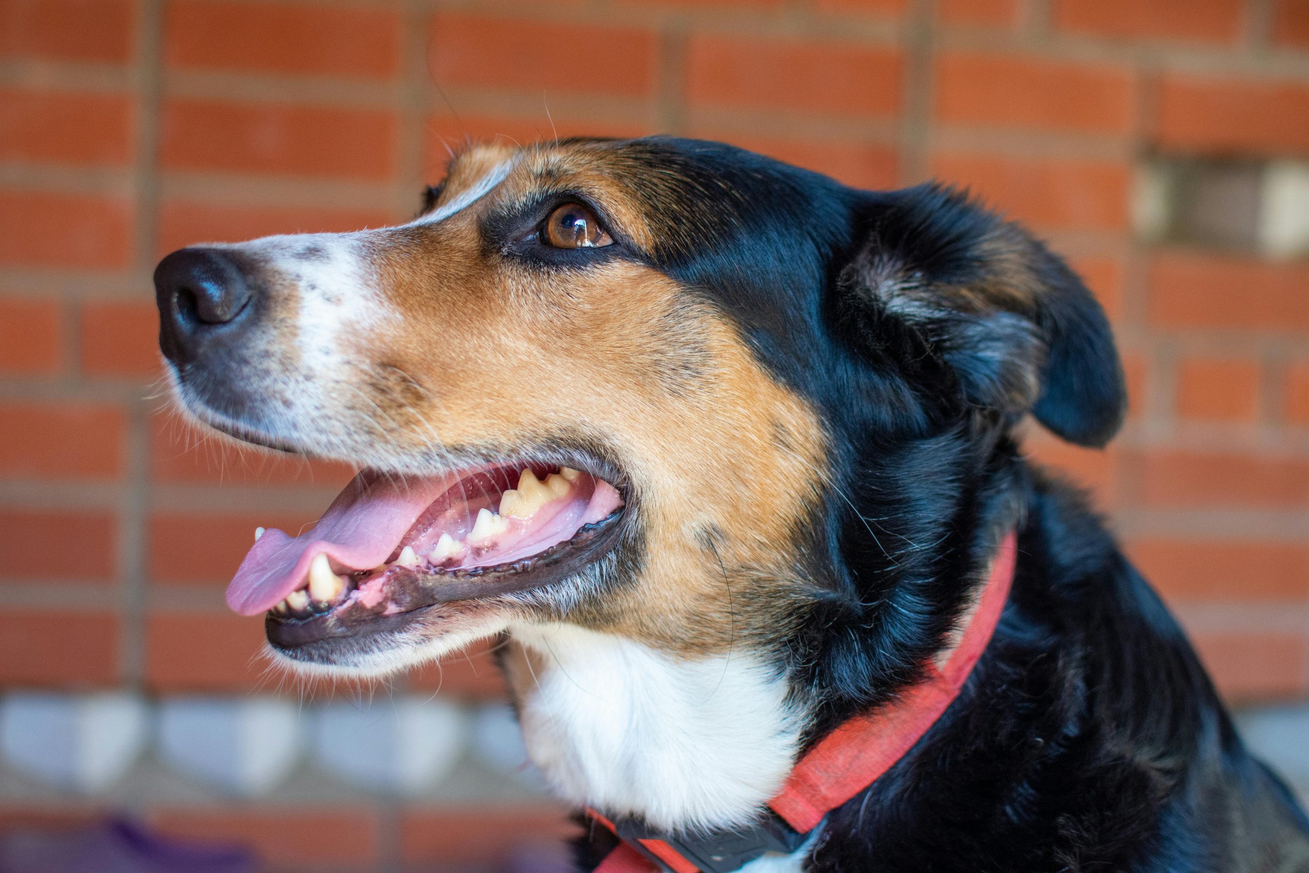 pexels-vantik93-17628647